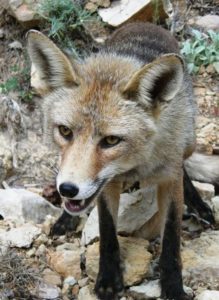 Лиса - это собака или кошка?