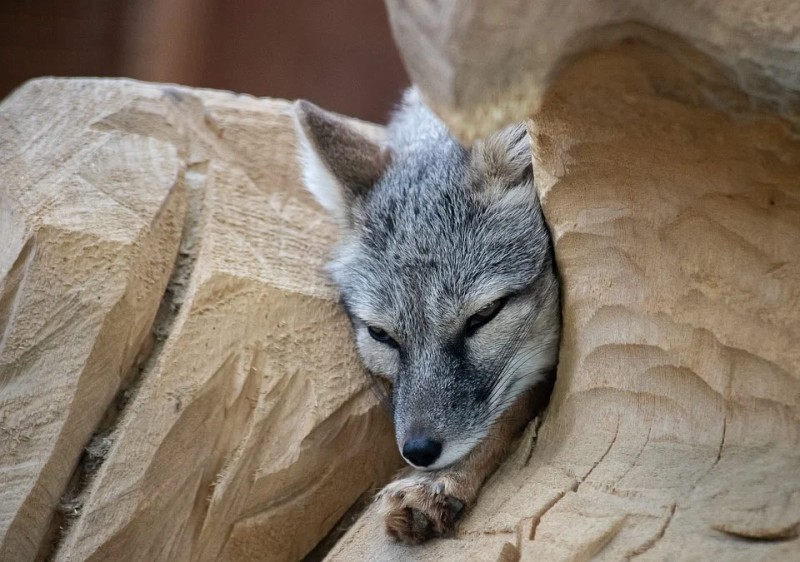 Лиса - это собака или кошка?