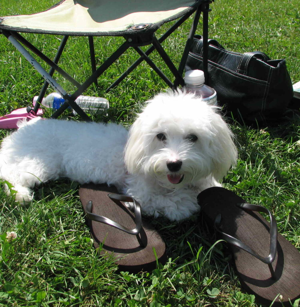 Мальтипу в дикой природе