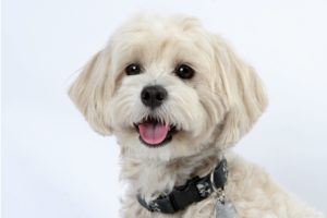 Мальтипу портрет