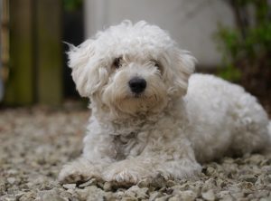 Мальтипу в саду