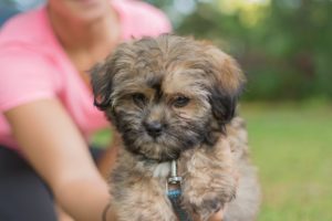 Мальтипу коричневато-серый