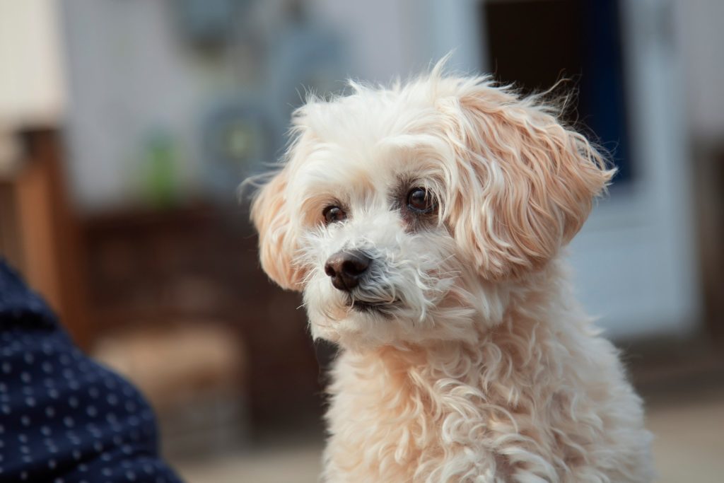 Мальтипу картина