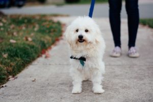 Мальтипу без стрижки