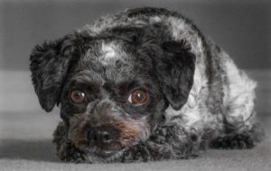 Мальтипу черно-серая