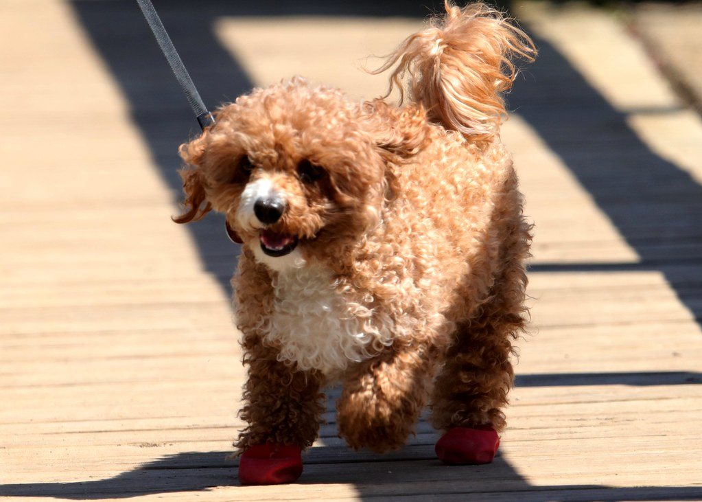 Красная мальтипу