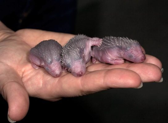 новорожденный ёжик картинка новорожденного ежика