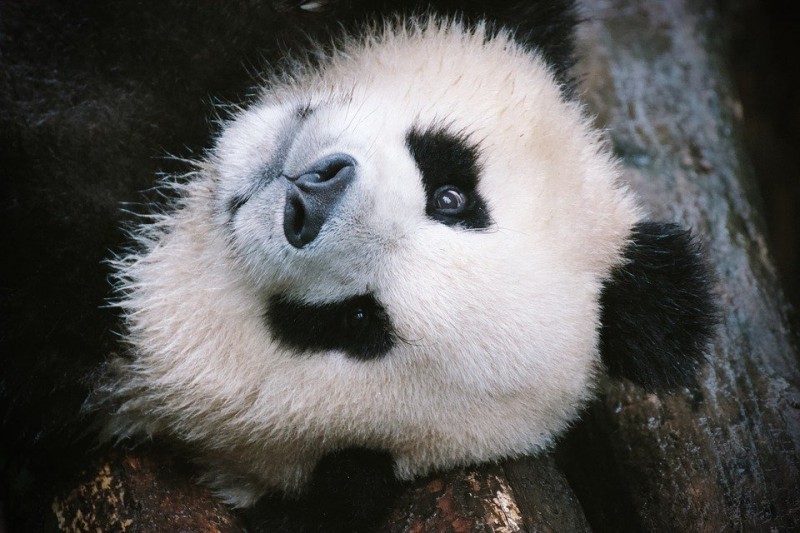 Большая панда (Бамбуковый медведь)