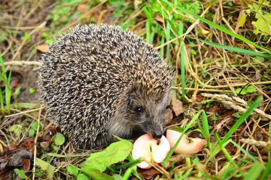 еда для ежа