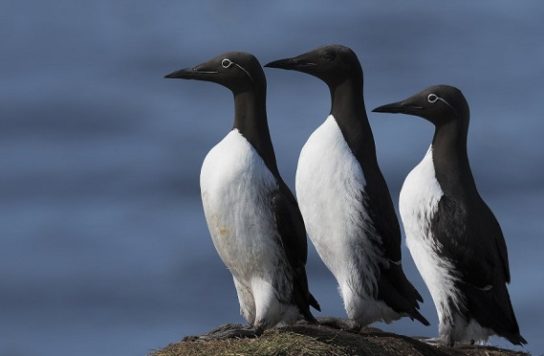 Какая птица ныряет глубже