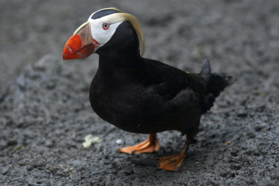 Какая птица ныряет глубже