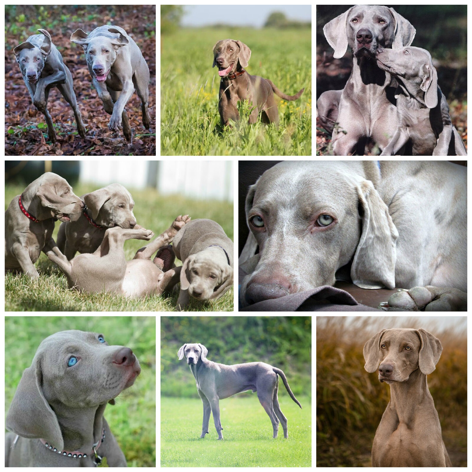 веймаранер фото