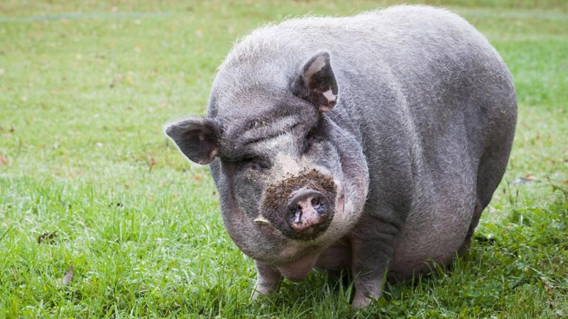 Вьетнамские свиньи: разведение, уход, питание, выращивание