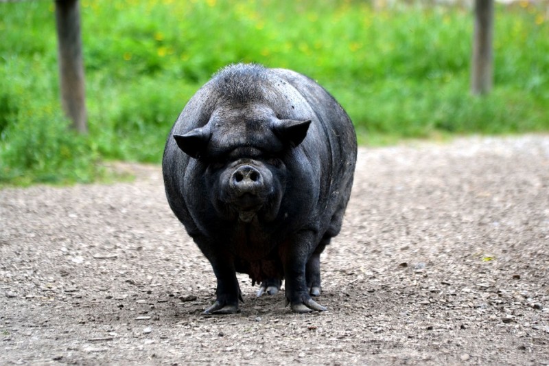 Вьетнамские свиньи: разведение, уход, питание, выращивание