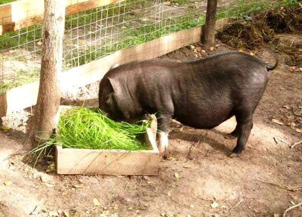 Вьетнамские свиньи: разведение, уход, питание, выращивание