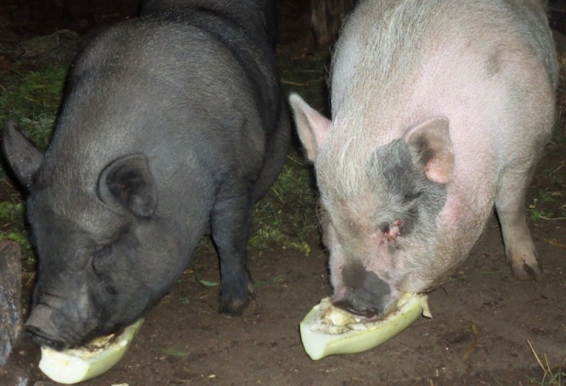 Вьетнамские свиньи: разведение, уход, питание, выращивание