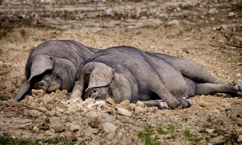Вьетнамские свиньи: разведение, уход, питание, выращивание