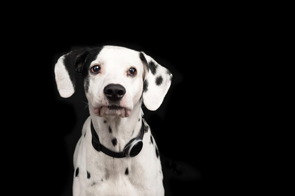Далматинец: характеристика породы, темперамент, вопросы здоровья, особенности содержания и отзывы владельцев