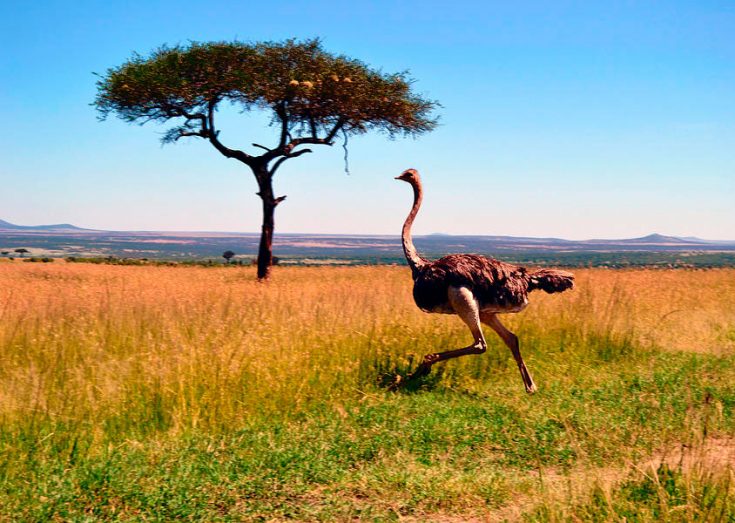 среда обитания