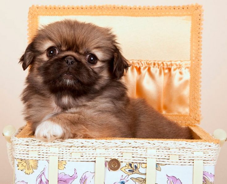 Сколько живут пекинесы