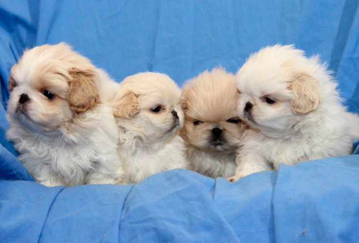 Сколько живут пекинесы