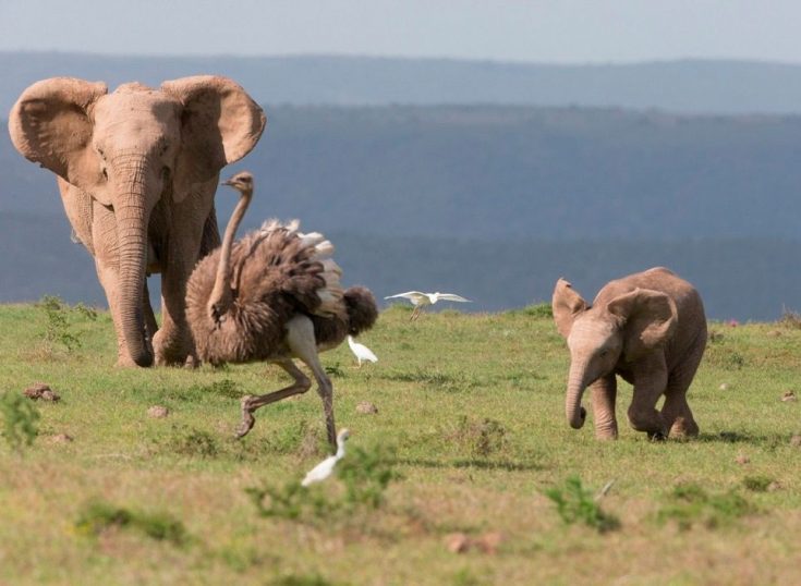 Страус: интересные факты, кто предок, какая лапа, езда людей