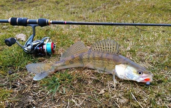 15-лучших мест-рыбалки-в-краснодарском крае-платно-бесплатно-12