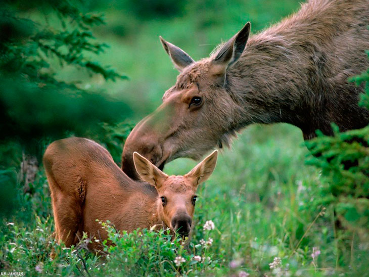 Размножение и потомство