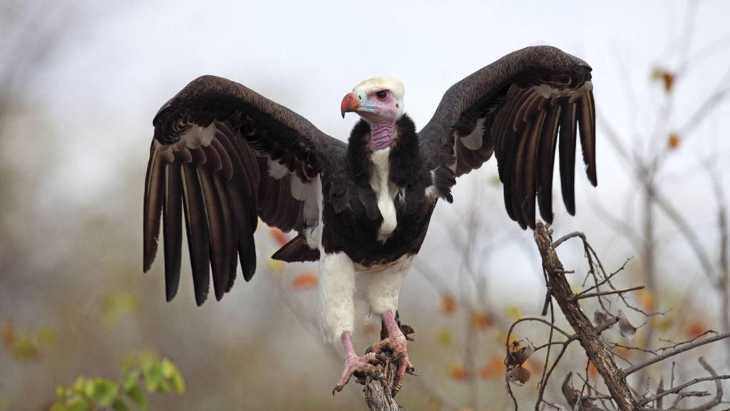 Белоголовый сип