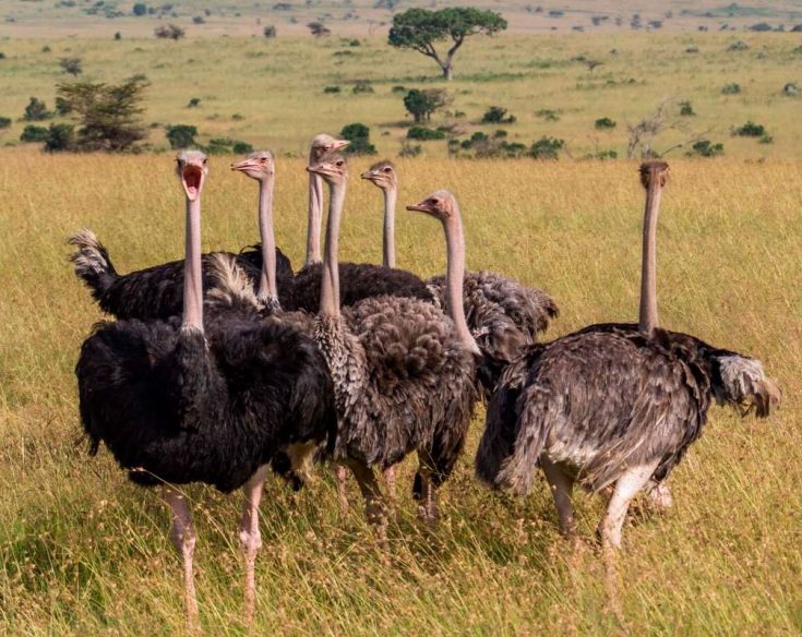 Страус: интересные факты, кто предок, какая лапа, езда людей