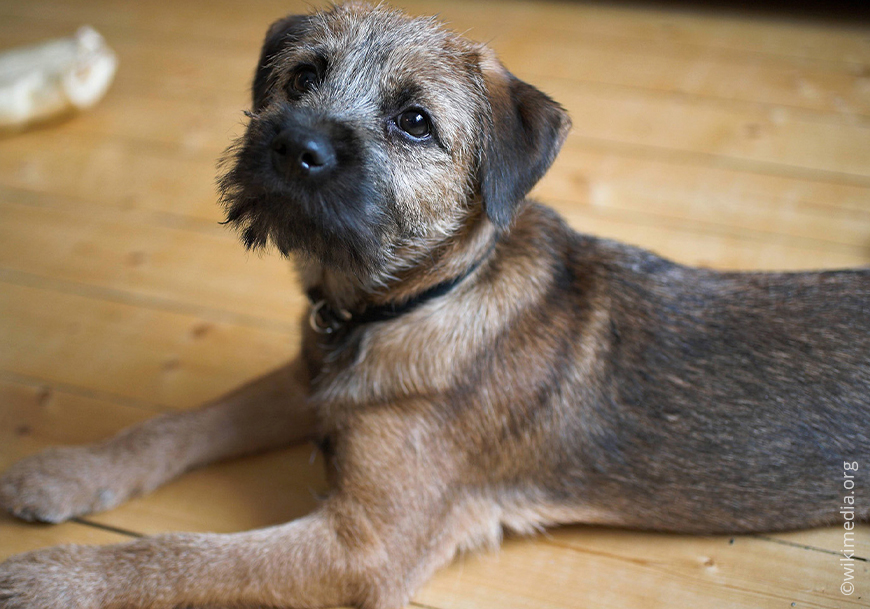 Бордер-терьер — дружелюбная, активная собака
