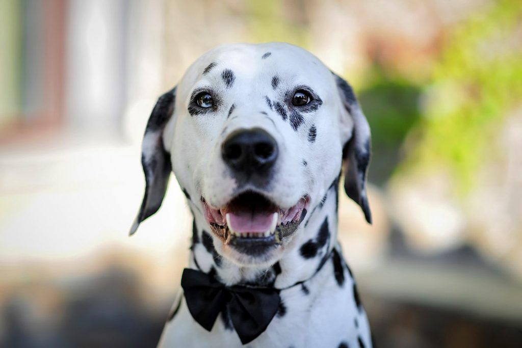 dalmatinec-harakteristika-porody