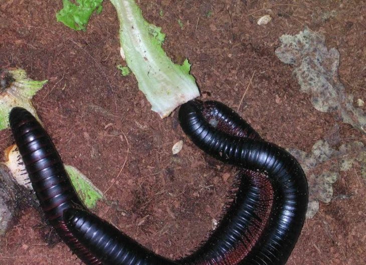 многоножка