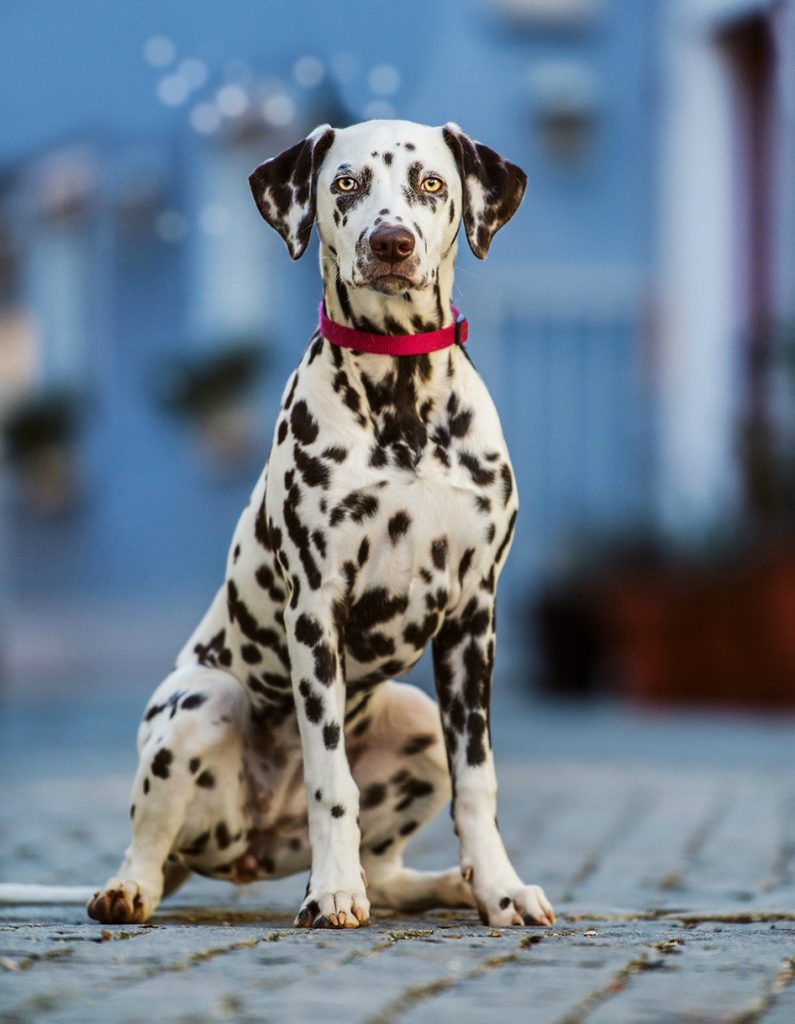 Далматинец: характеристика породы, темперамент, вопросы здоровья, особенности содержания и отзывы владельцев