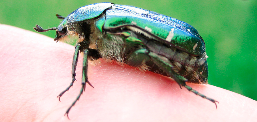 Бронзовка: красивый, но вредный жук и как с ним бороться