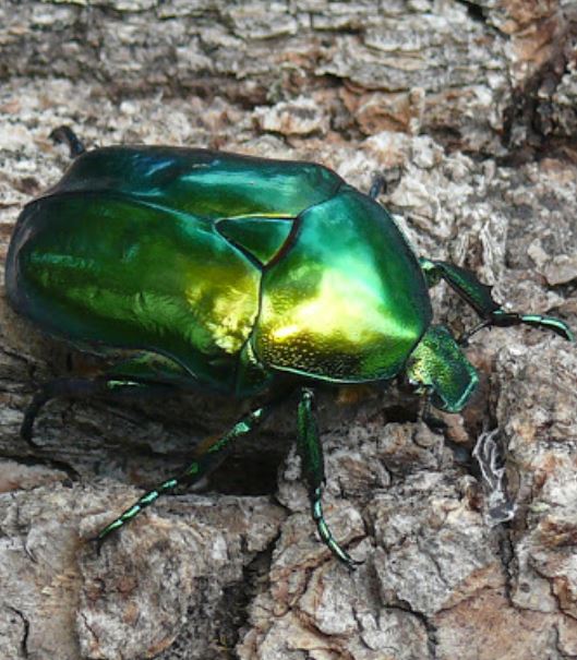 Бронзовка: красивый, но вредный жук и как с ним бороться