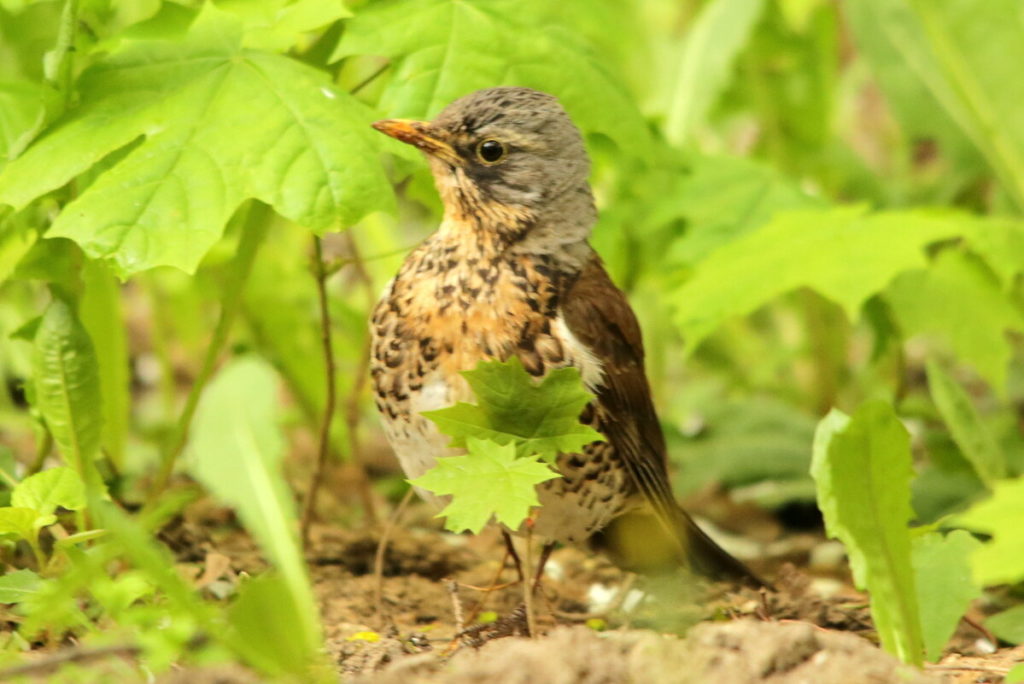 Дрозд рябинник