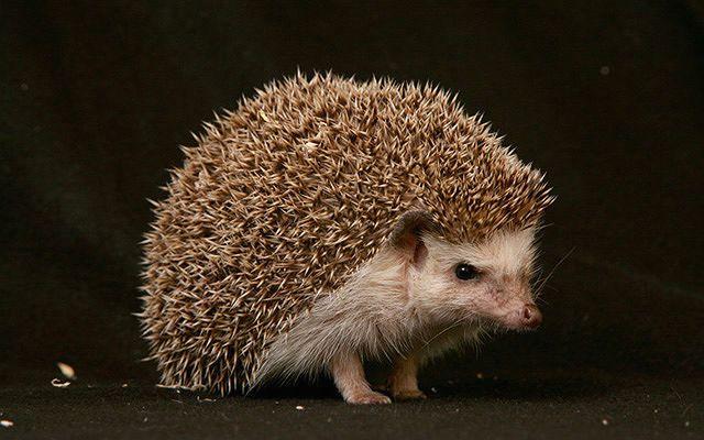 Африканский ёжик – содержание
