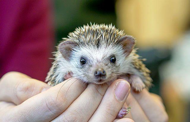 Африканский еж - приручение