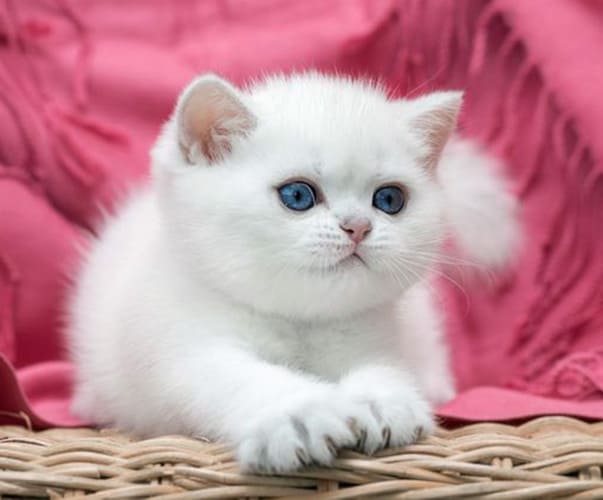 БРИ-нс-12-33 БРИ-нс-12-33