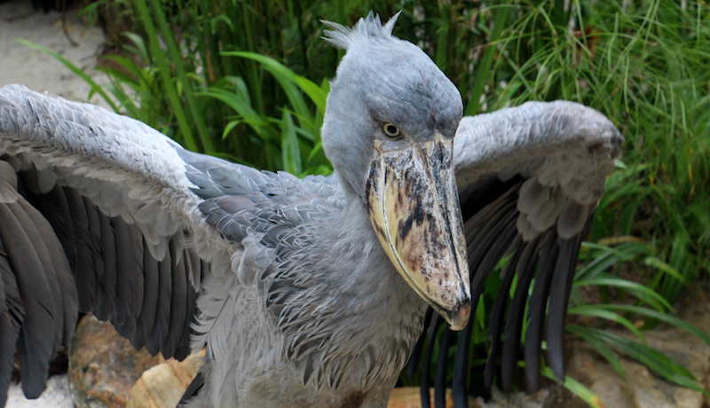 Китоглав: обитание, звуки, что ест