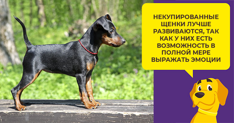 Купирование ушей и хвоста у собак: каким породам показано купирование