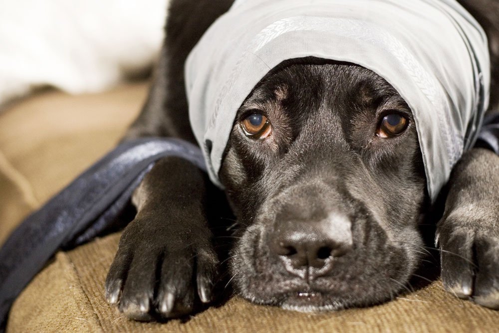 Зачем купировать уши собаки: целесообразность процедуры, возраст, показания и противопоказания, уход