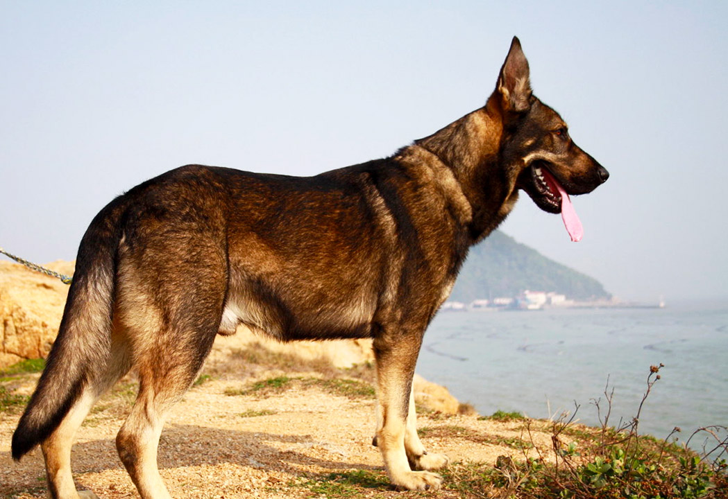 Особенности пород собак с синим языком: чау-чау, шарпей и еврайзер, характер и внешние черты