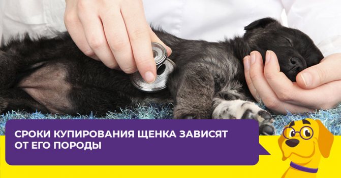 Зачем купировать уши собаки: целесообразность процедуры, возраст, показания и противопоказания, уход