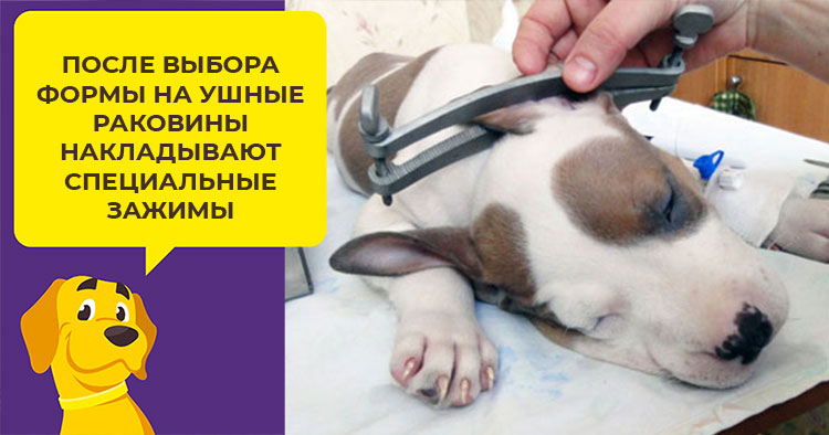 Зачем купировать уши собаки: целесообразность процедуры, возраст, показания и противопоказания, уход