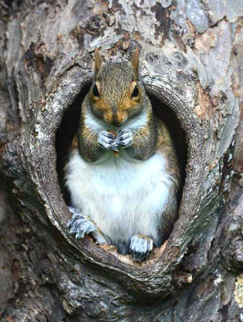 Белка в пещере