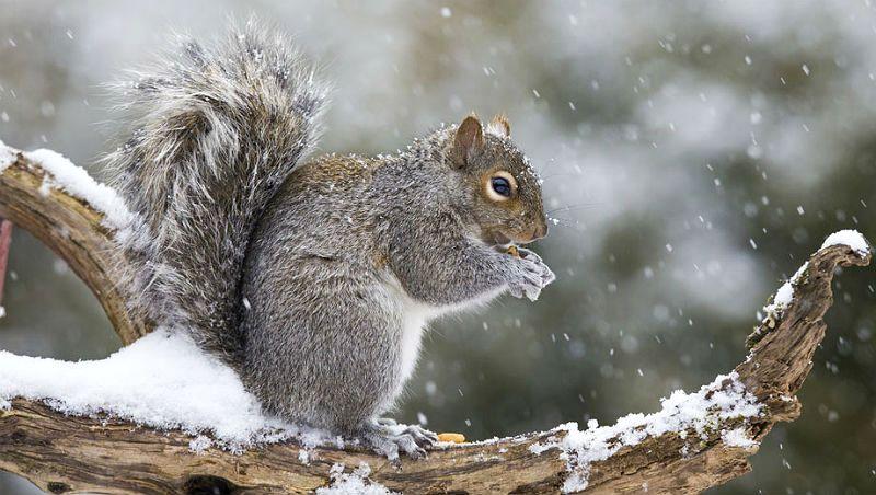 Почему белки не впадают в спячку