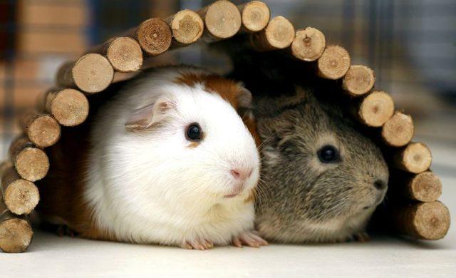 Поведение морской свинки Основное изображение