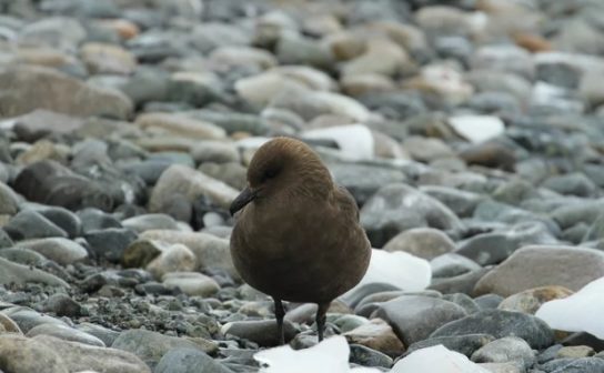 Какая птица ныряет глубже